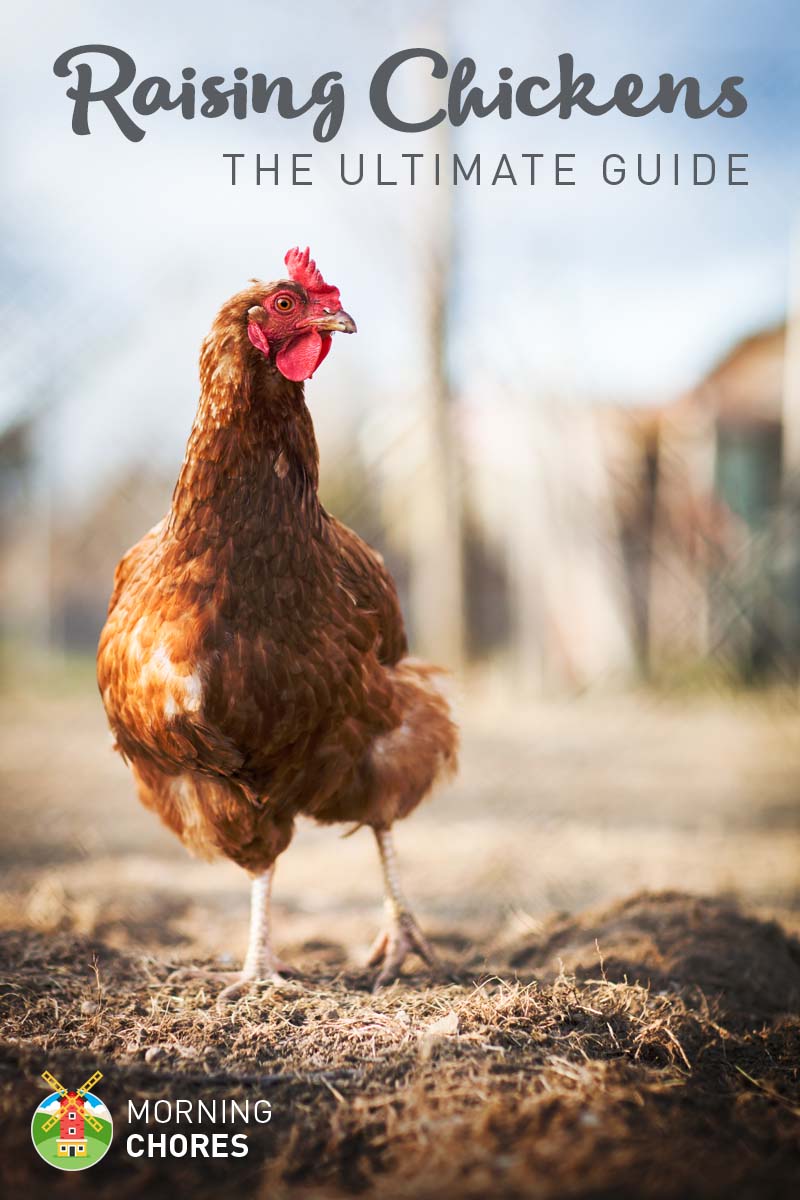 Raising Chickens in Your Backyard (The Ultimate Guide)
