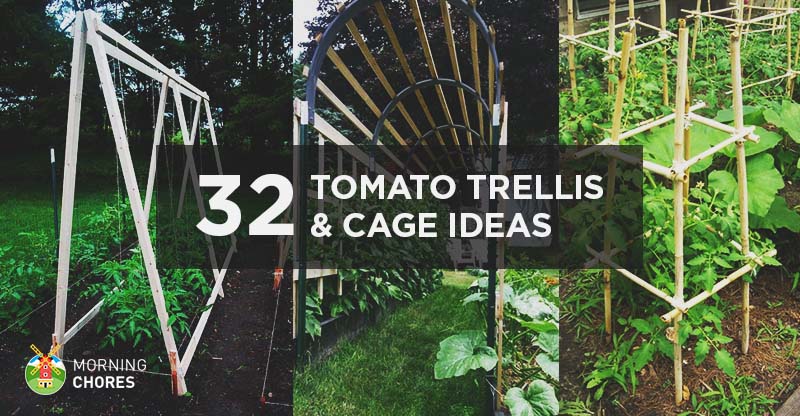 32 DIY Tomato Trellis & Cage Ideas for Healthy Tomatoes