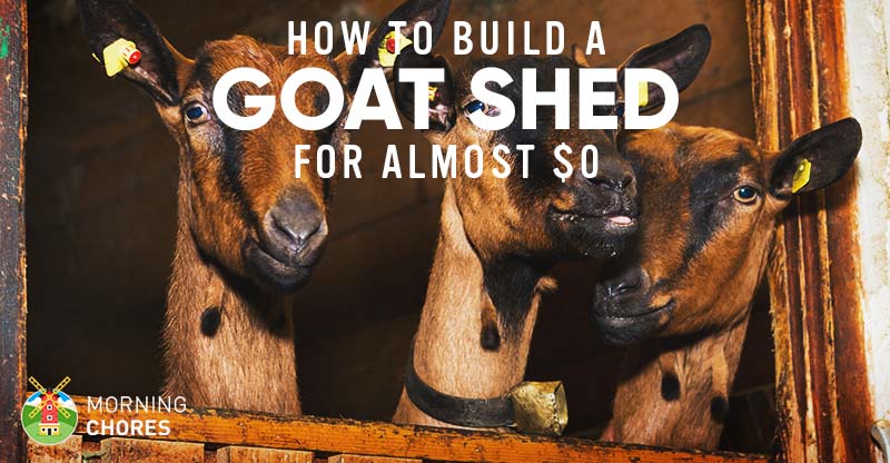 How to Build a Goat Shed with a Loft Bed for Almost $0