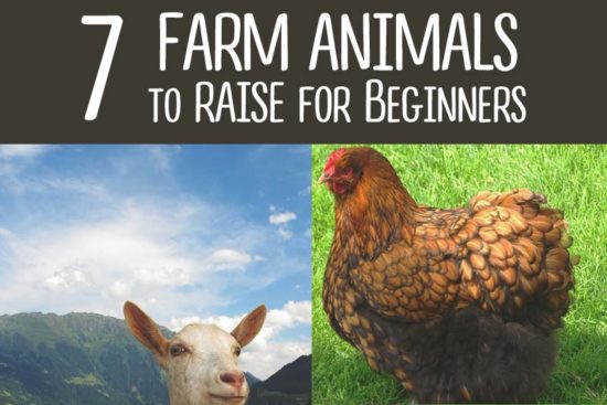 6 Best Farm Animals to Raise (and 1 Not to) When You’re Just Starting out