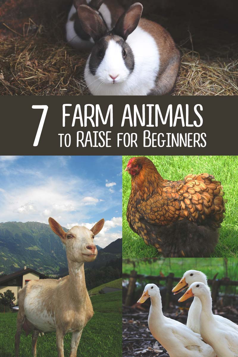 6 Best Farm Animals to Raise When You're Just Starting out