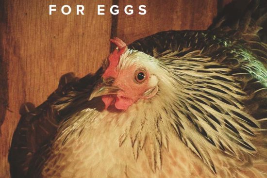 Top 10 Chicken Breeds That Will Give You up to 300 Eggs per Year