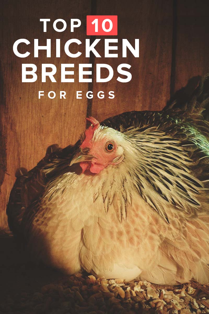10 Best Egg Laying Chicken Breeds (up to 300 per Year!)