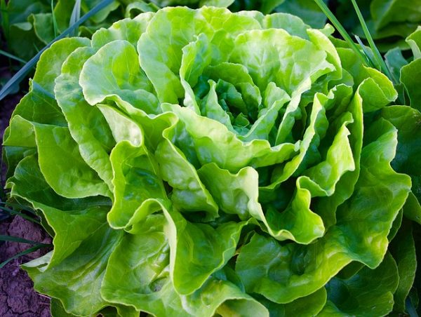 Lettuce is good for gardening in small spaces