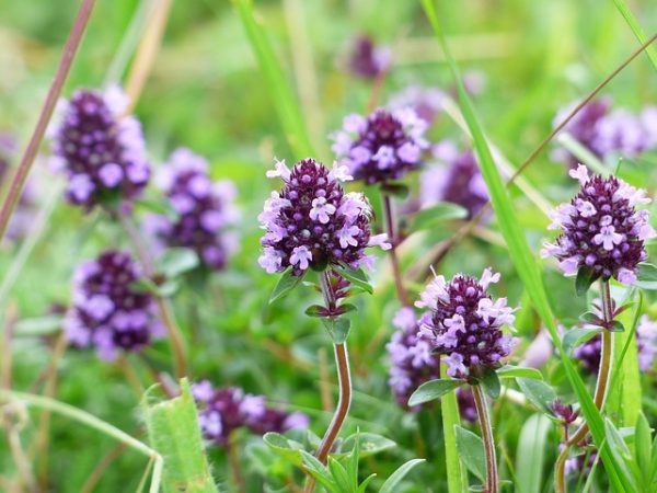 Thyme is an edible flower