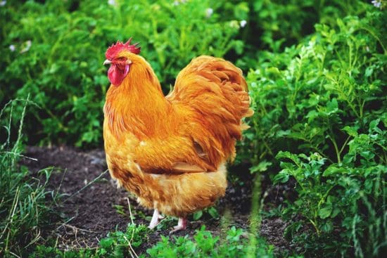 10 Best Chicken Breeds for Meat (and Dual-Purpose) to Raise in Your Backyard