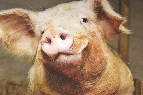 10 Things About Raising Pigs You Won’t Read in Books