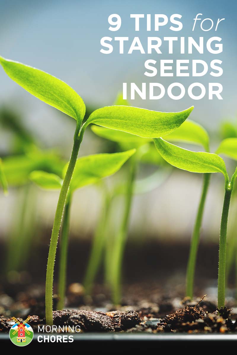 indoor seed starting tips