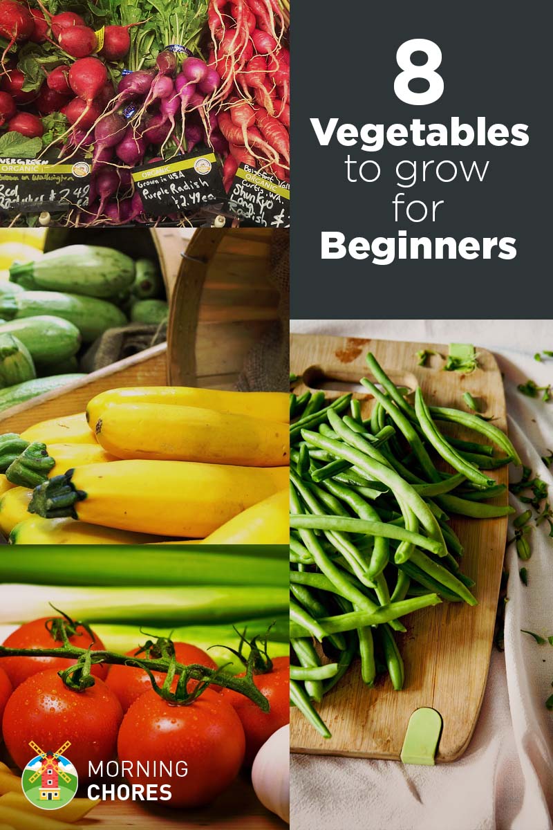 8 Easiest Vegetables to Grow (Even If Don't Know Gardening)