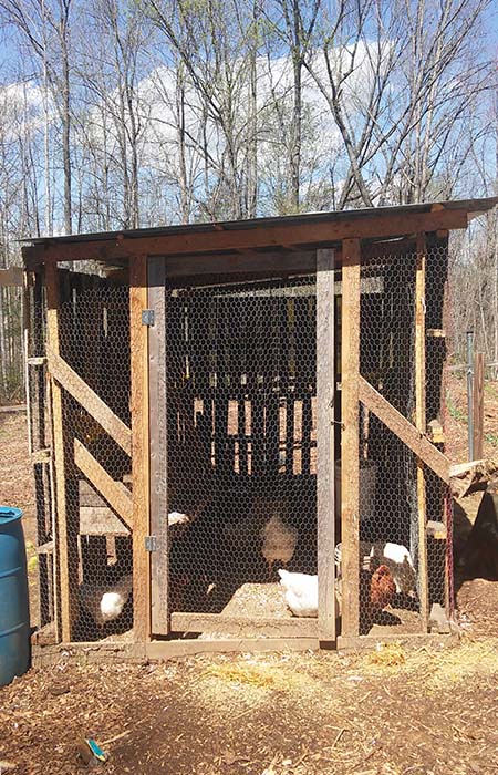 Keeping the chickens dry in a free chicken coop