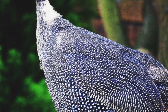12 Things I Wish Someone Had Told Me Before I Got My First Guinea Fowl