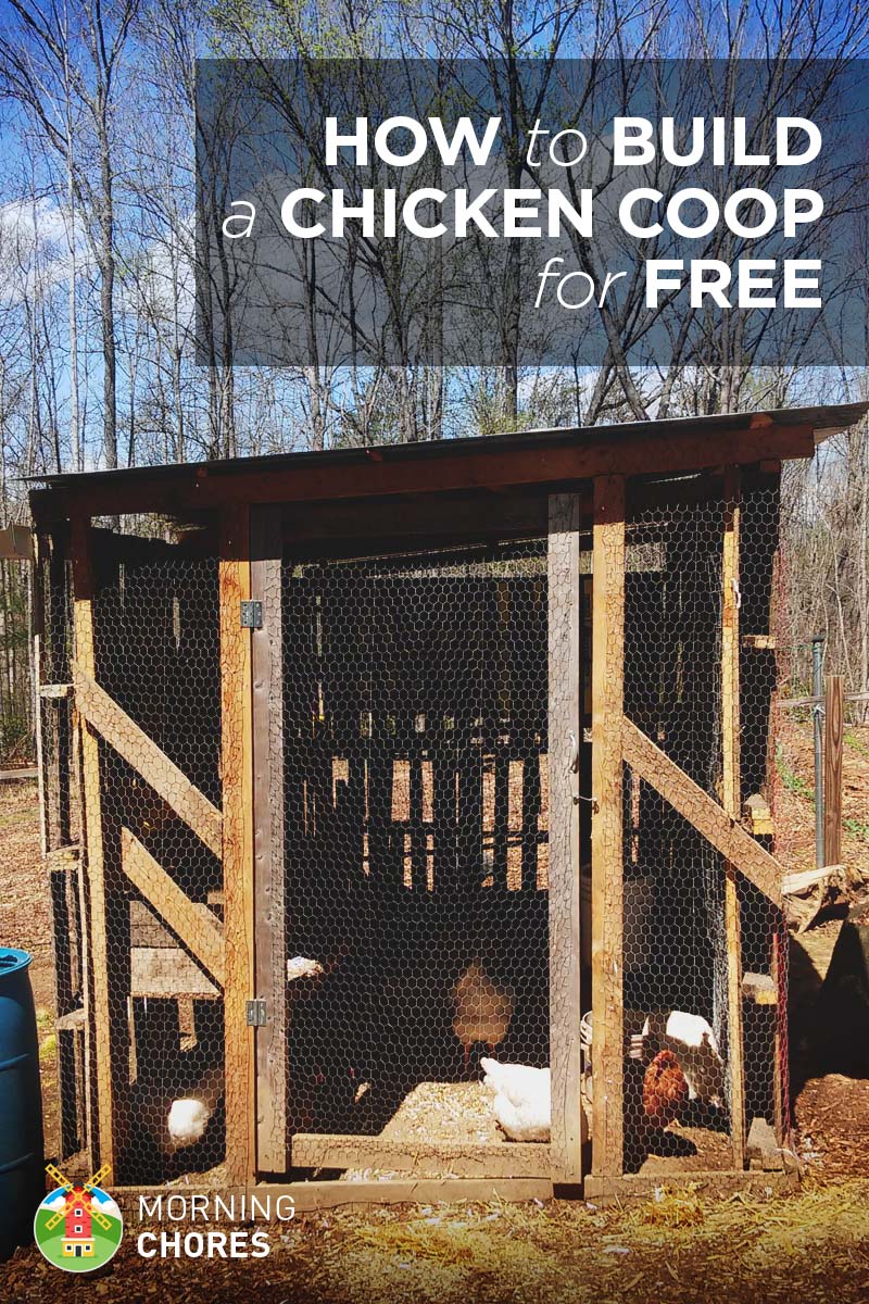 How to Build a (Practically) Free Chicken Coop in 8 Easy Steps