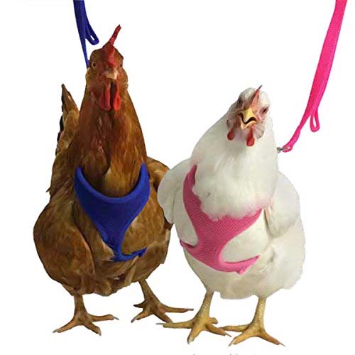 Chicken Harness