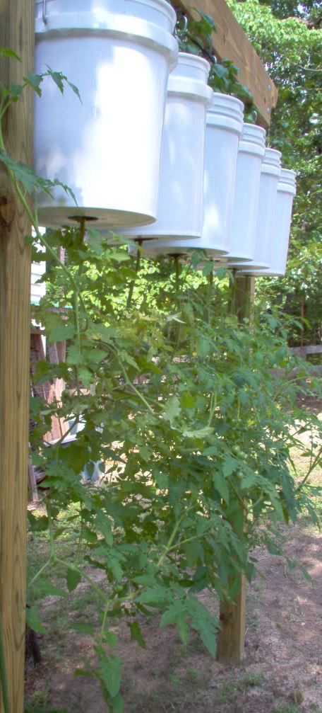 32 Diy Tomato Trellis Cage Ideas For Healthy Tomatoes,How Often Do Puppies Poop A Day