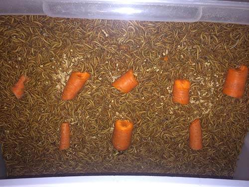 hodowla robaków - karmienie ich marchewką