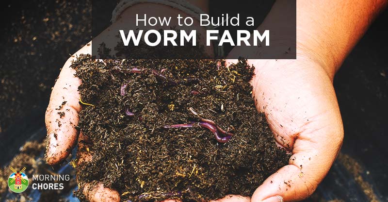 How To Build A Worm Farm At Home And, Creating A Small Worm Farm