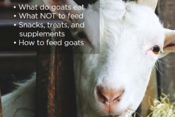 Feeding Goats