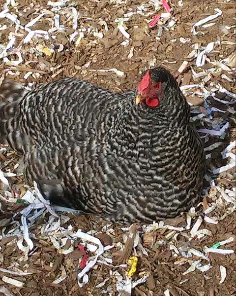 chicken manure compost