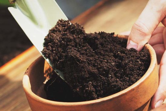 Best Potting Soil for Any Plant – Buying Guide and Recommendations