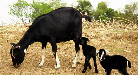 Bengal Goat Doe and Kids