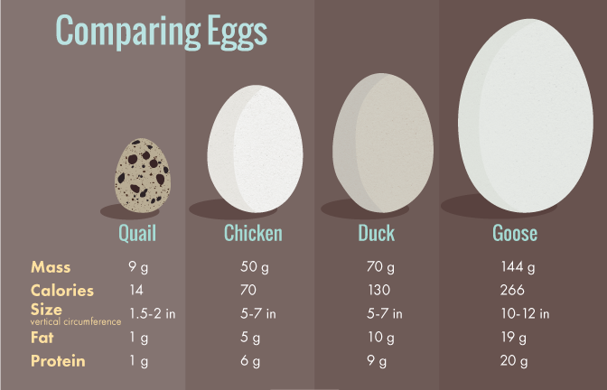 Comparing Duck Eggs and Other Eggs