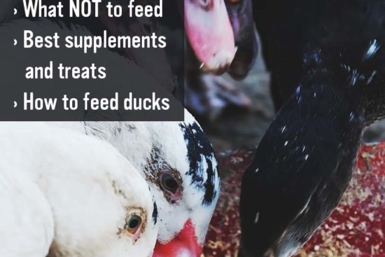Feeding Ducks: What Do Ducks Eat, What NOT to Feed, and Everything Else You Need to Know