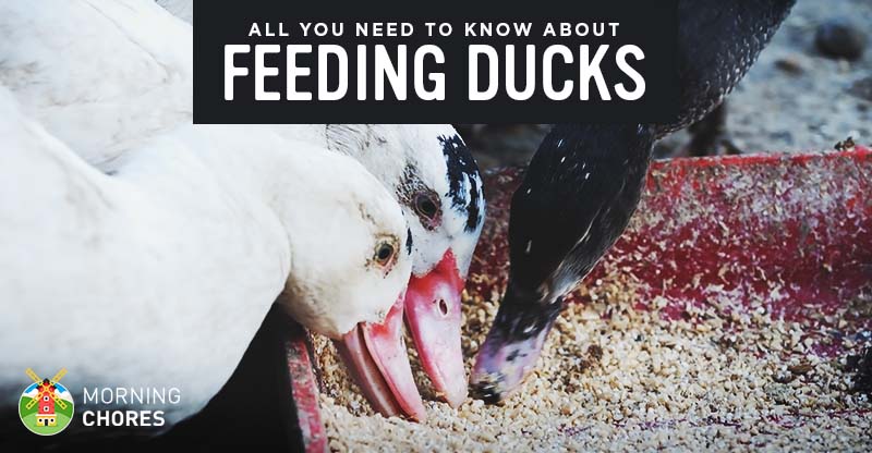 What Do Ducks Eat and What NOT to Feed - MorningChores