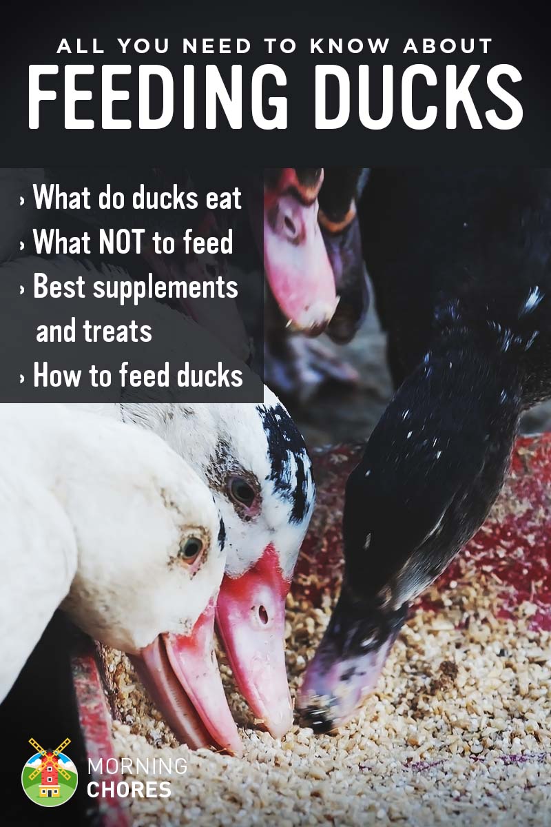 Feeding Ducks What Do Ducks Eat And What NOT To Feed Feeding Ducks What Do Ducks Eat And What NOT To Feed