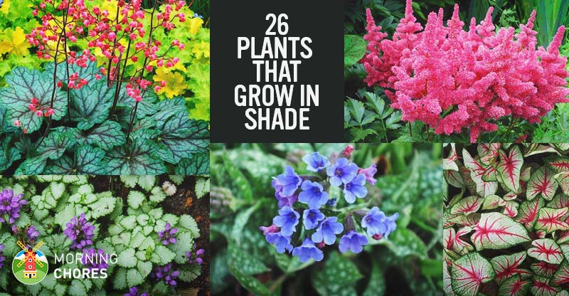 25 Plants That Grow in Shaded Area in Your Garden