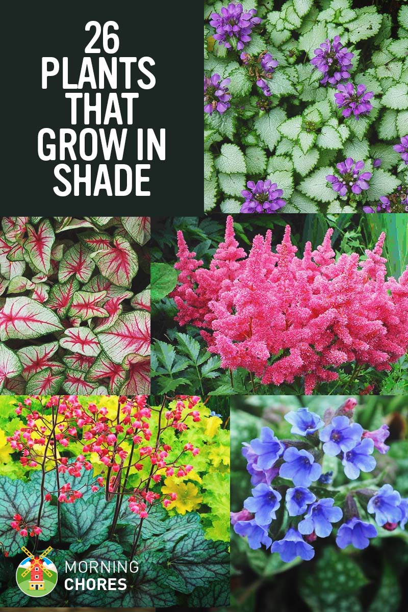 25 gorgeous plants that grow in shaded area in your garden