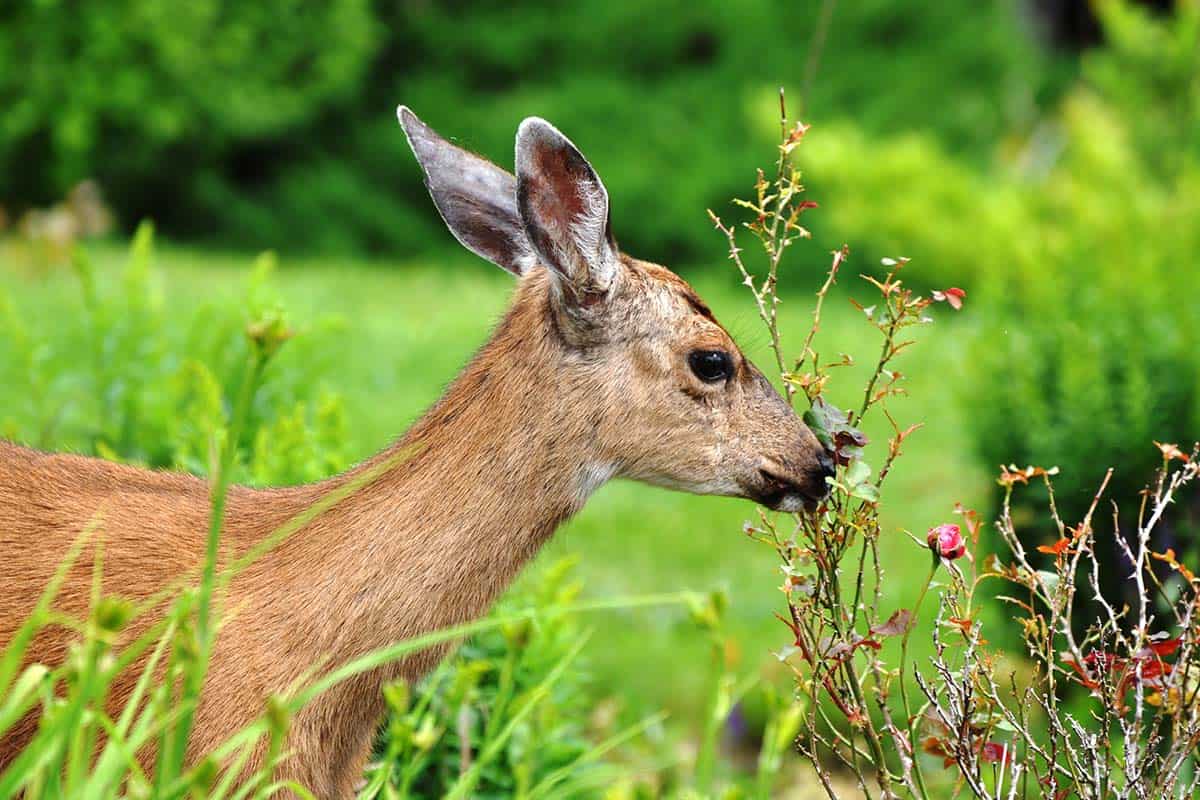 20 Ways To Deter Deer And Keep Them Out, How To Keep Deer Out Of Your Rose Garden