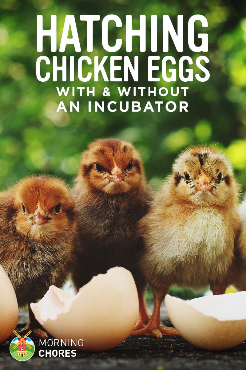 Hatching Eggs: How to Hatch Chicken Eggs with/without an Incubator