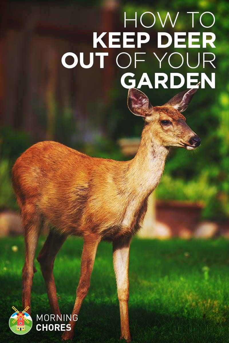 How to Keep Deer Out of Your Garden