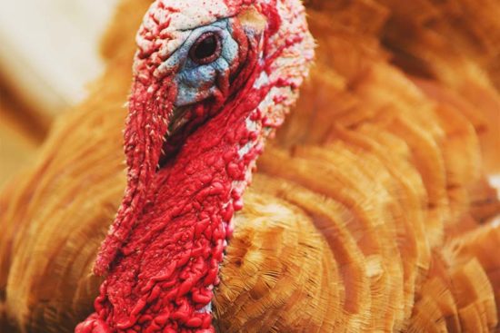 Beginner’s Guide to Raising Turkeys in Your Backyard for Meat and Profit
