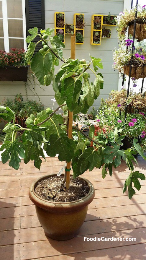 figs as fruits to grow in containers