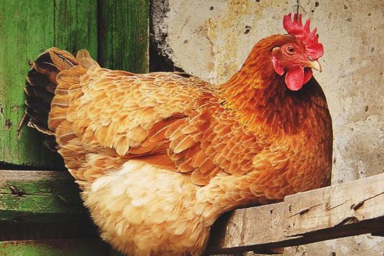 13 Common Chicken Diseases Every Chicken Keeper Should Know About (and How to Treat Them)
