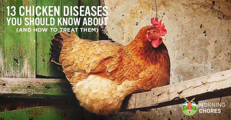 Chicken Diseases 