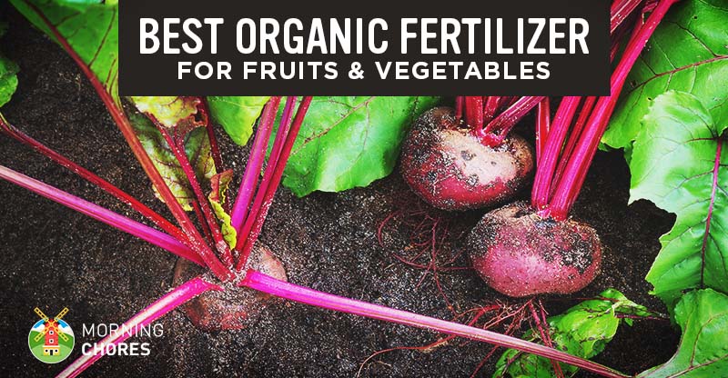 6 Best Organic Fertilizer For Fruits And Vegetables Reviews