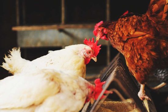 7 Best Chicken Feeders for Backyard Flock That Will Prevent Waste