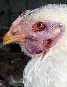 Avian Influenza Disease