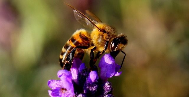 16 Reasons Beekeeping Is Awesome And Why You Should Do It Too