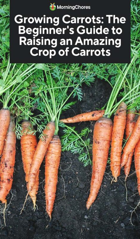 Where to plant a carrot in a garden