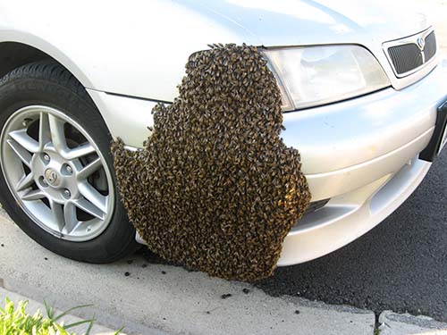 This swarm could have been prevented by splitting a beehive
