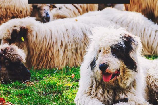 10 Best LGD Farm Dog Breeds to Herd & Protect Your Livestock