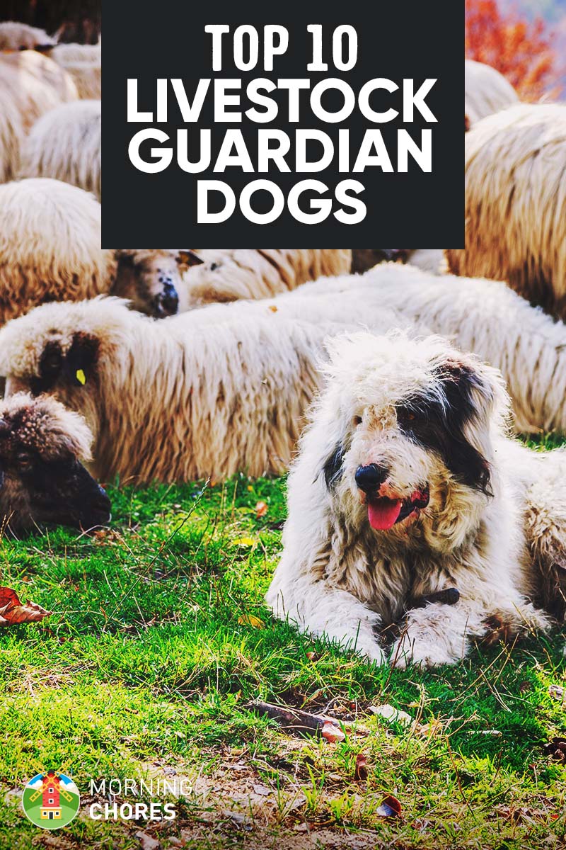 10 Best Livestock Guardian Dog Breeds for Your Farm