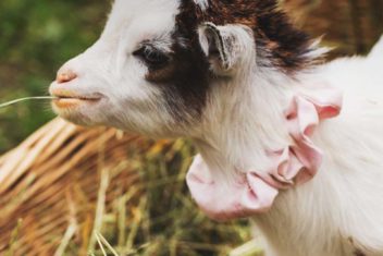 All You Should Know About Goat Pregnancy and Birth