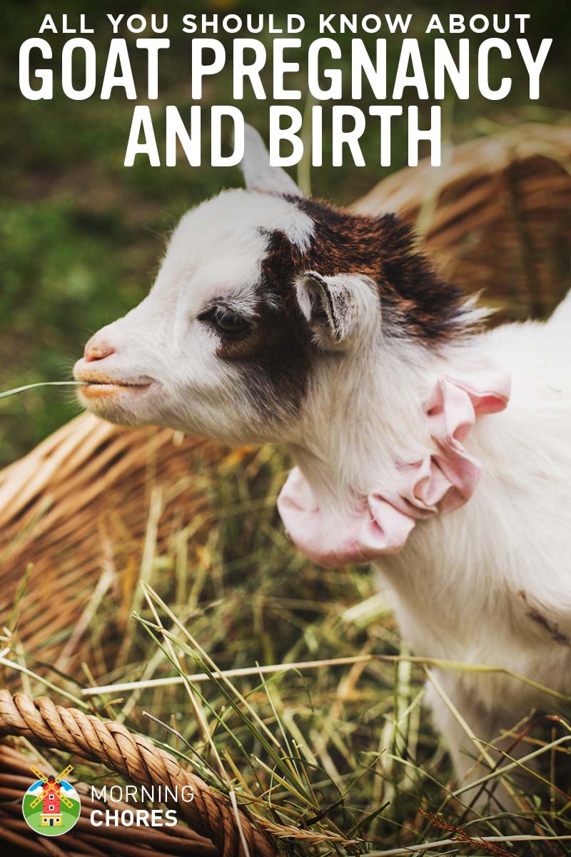 All You Should Know About Goat Pregnancy and Birth