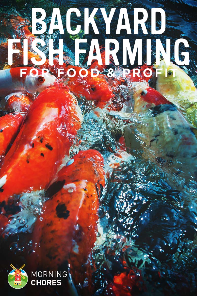 Backyard Fish Farming: How to Raise Fish for Food or ...