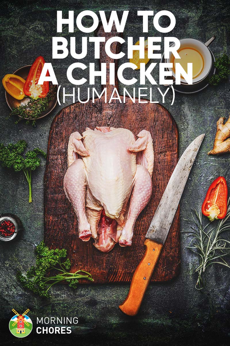 How to Butcher a Chicken Humanely