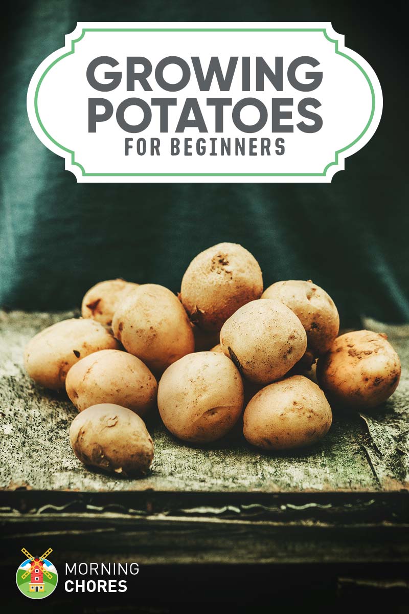 How to Grow Potatoes for Beginners